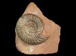 Parkinsonia Ammonite - Sengenthal, Germany #92452-2